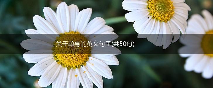关于单身的英文句子(共50句),第1张