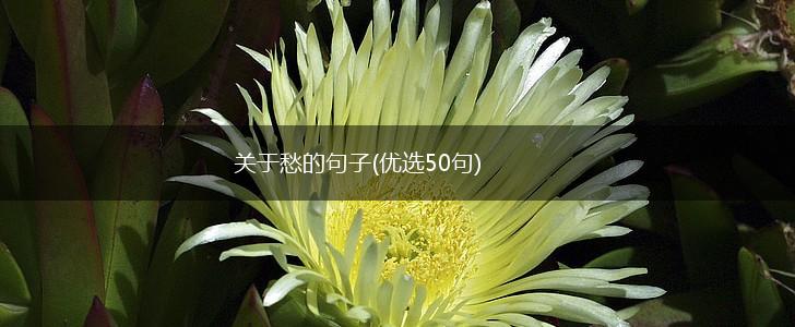 关于愁的句子(优选50句),第1张