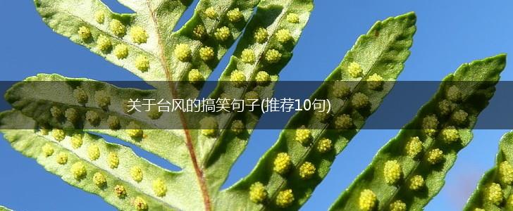 关于台风的搞笑句子(推荐10句),第1张