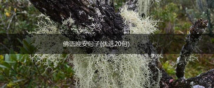 佛语晚安句子(优选20句),第1张