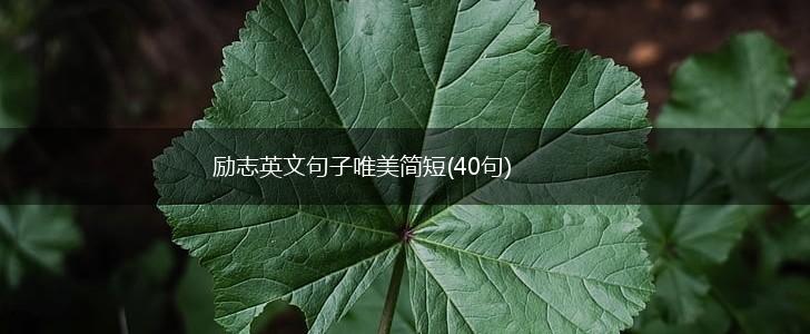 励志英文句子唯美简短(40句),第1张