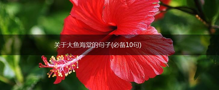 关于大鱼海棠的句子(必备10句),第1张