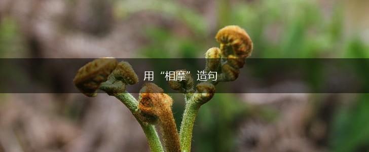 用“相摩”造句,第1张