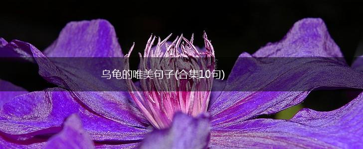 乌龟的唯美句子(合集10句),第1张