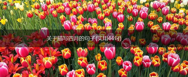 关于描写四月的句子(实用44句),第1张