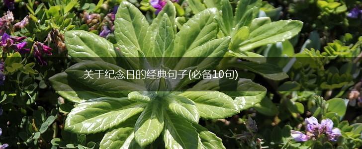 关于纪念日的经典句子(必备10句),第1张