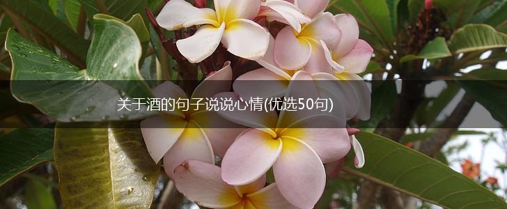关于酒的句子说说心情(优选50句),第1张