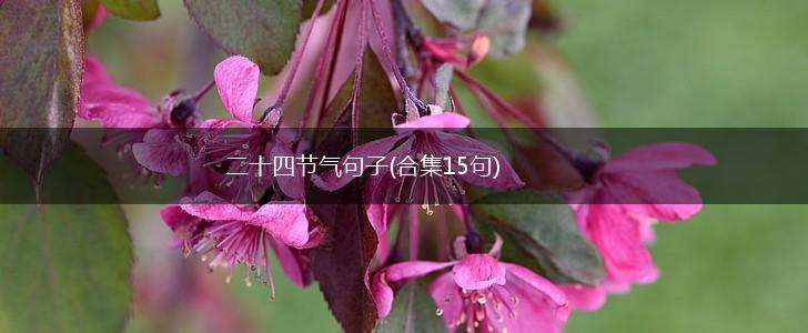 二十四节气句子(合集15句),第1张