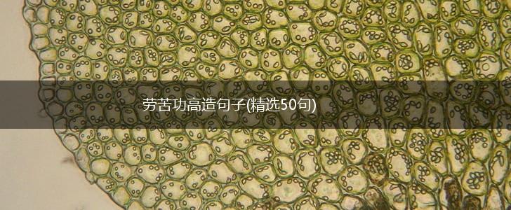 劳苦功高造句子(精选50句),第1张