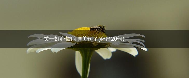 关于好心情的唯美句子(必备20句),第1张