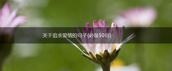 关于追求爱情的句子(必备50句),第1张