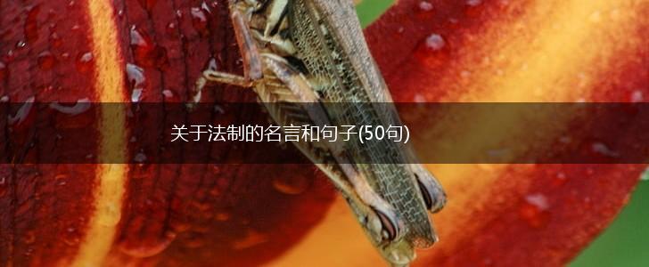 关于法制的名言和句子(50句),第1张