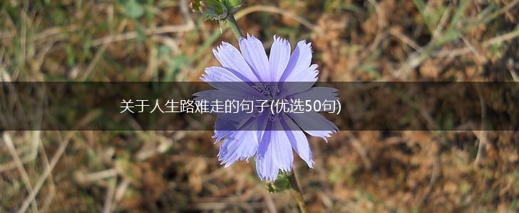关于人生路难走的句子(优选50句),第1张