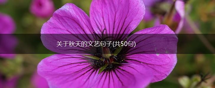 关于秋天的文艺句子(共50句),第1张