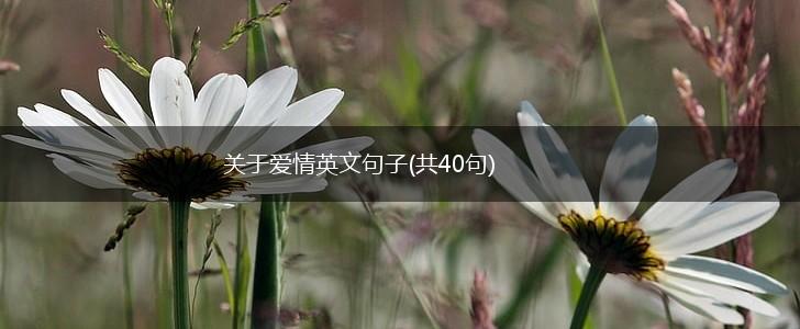 关于爱情英文句子(共40句),第1张