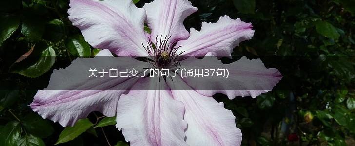 关于自己变了的句子(通用37句),第1张