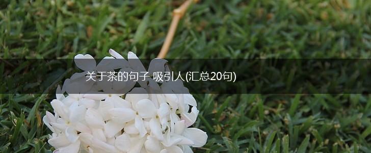 关于茶的句子 吸引人(汇总20句),第1张