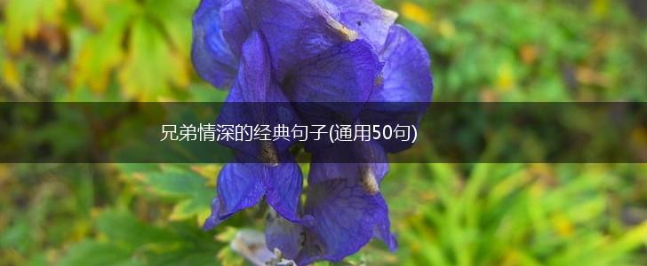 兄弟情深的经典句子(通用50句),第1张