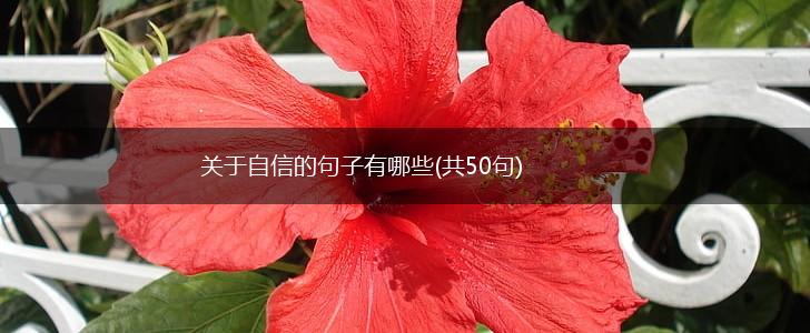 关于自信的句子有哪些(共50句),第1张