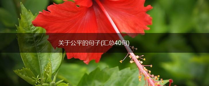 关于公平的句子(汇总40句),第1张