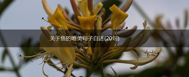 关于鱼的唯美句子自述(20句),第1张