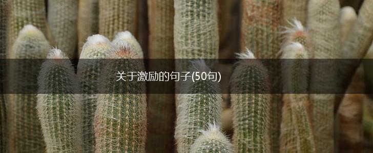 关于激励的句子(50句),第1张