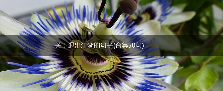 关于退出江湖的句子(合集50句),第1张
