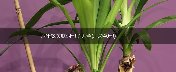 六年级关联词句子大全(汇总40句),第1张