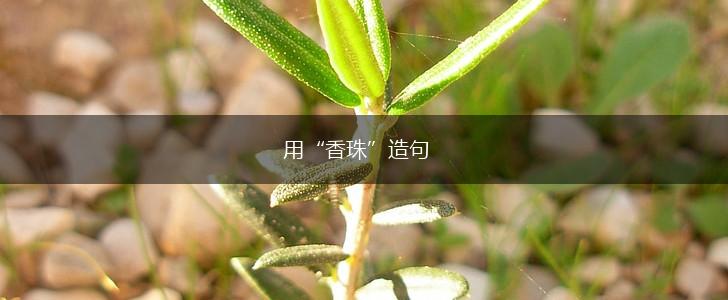 用“香珠”造句,第1张