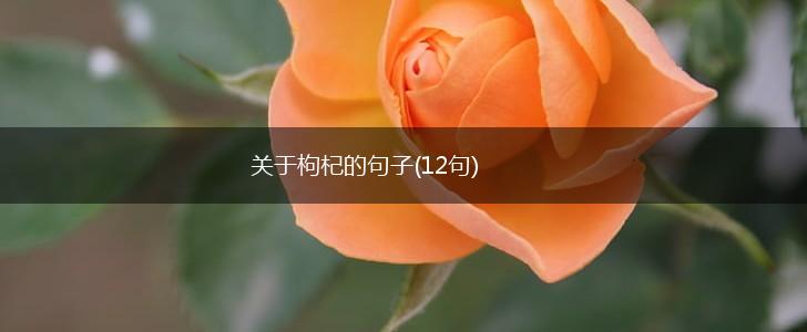 关于枸杞的句子(12句),第1张