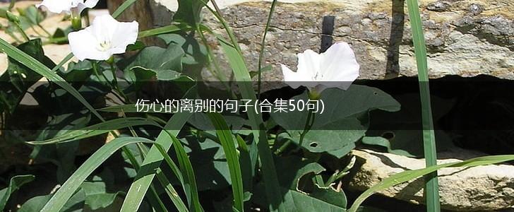 伤心的离别的句子(合集50句),第1张