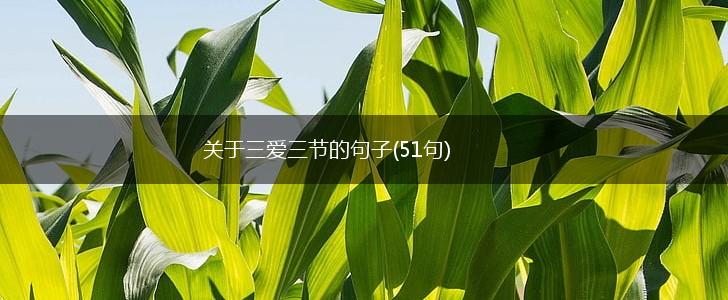 关于三爱三节的句子(51句),第1张