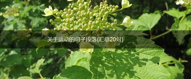 关于运动的句子段落(汇总20句),第1张