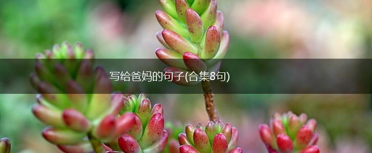 写给爸妈的句子(合集8句),第1张