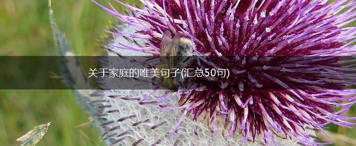 关于家庭的唯美句子(汇总50句),第1张
