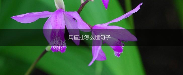用直挂怎么造句子,第1张