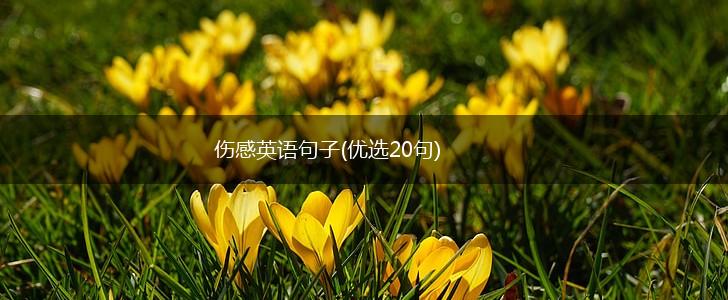 伤感英语句子(优选20句),第1张