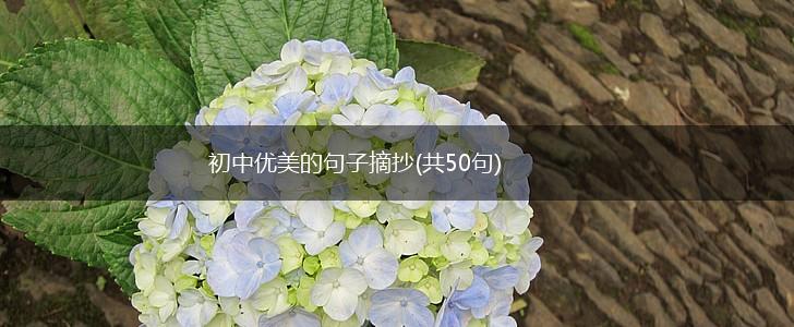 初中优美的句子摘抄(共50句),第1张