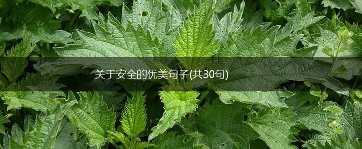 关于安全的优美句子(共30句),第1张