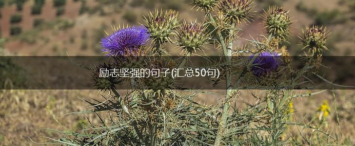 励志坚强的句子(汇总50句),第1张