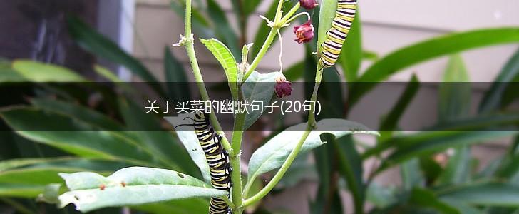 关于买菜的幽默句子(20句),第1张