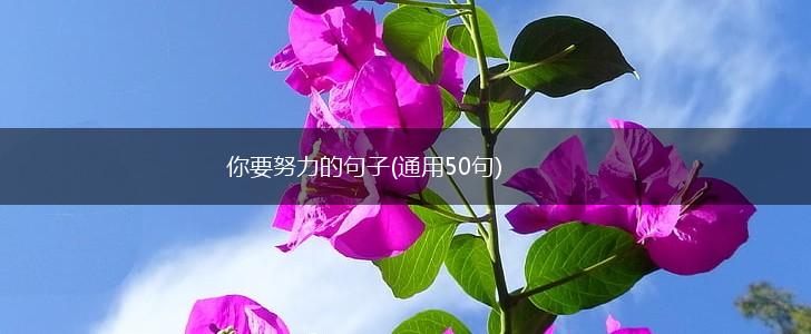 你要努力的句子(通用50句),第1张