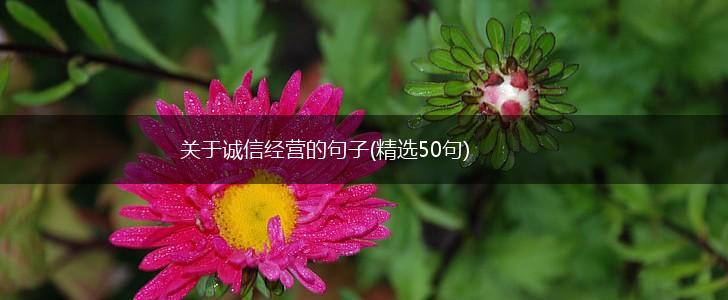 关于诚信经营的句子(精选50句),第1张