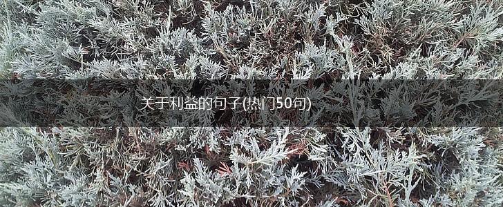 关于利益的句子(热门50句),第1张