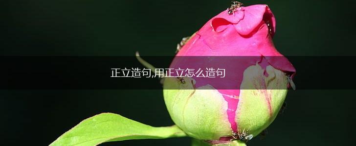 正立造句,用正立怎么造句,第1张