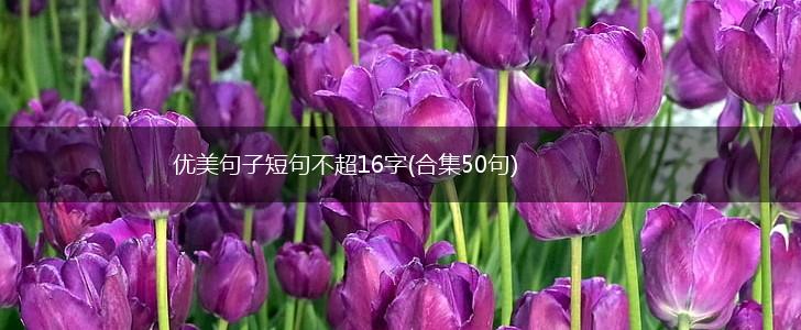 优美句子短句不超16字(合集50句),第1张