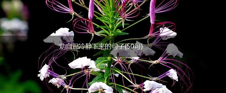 劝自己冷静下来的句子(50句),第1张