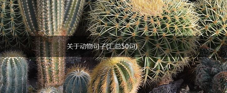 关于动物句子(汇总50句),第1张
