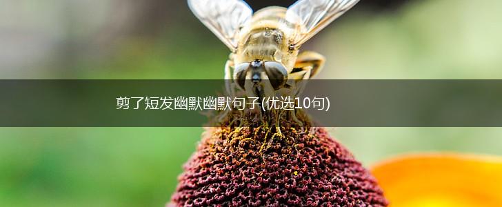 剪了短发幽默幽默句子(优选10句),第1张