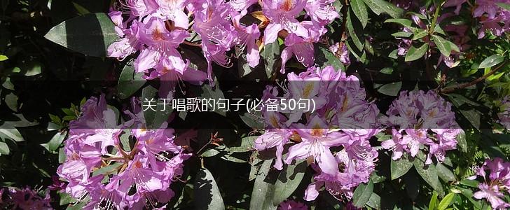 关于唱歌的句子(必备50句),第1张